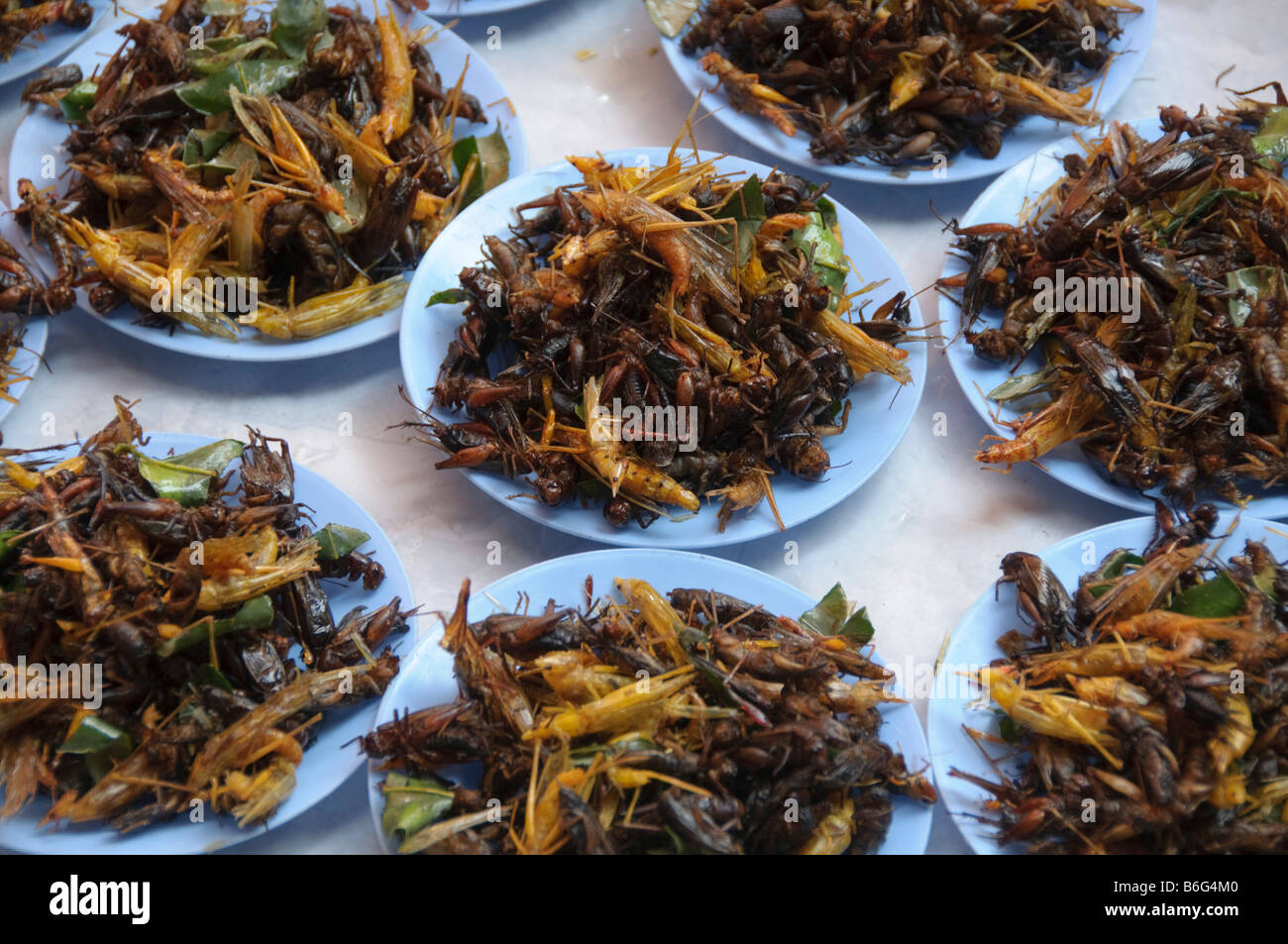 Bug per la vendita nel mercato in Surin Thailandia Foto Stock
