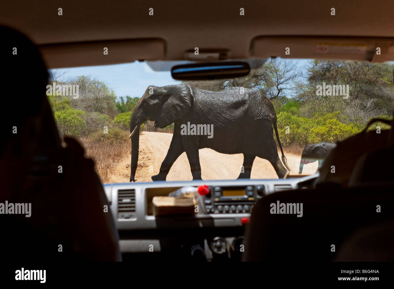 Elefant crossing game drive SAFARI NEL KRUGER KRÜGER NP nationalpark automobile veicolo jeep minibus bus parco nazionale sud-africa Foto Stock