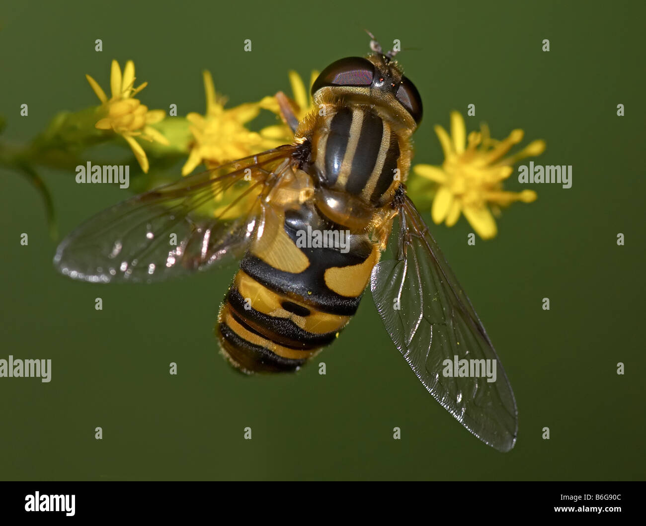 Flower Fly (Helophilus fasciatus) appollaiate su un fiore giallo Foto Stock