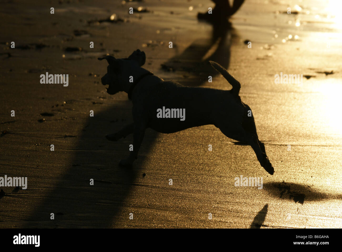 Piccolo Cane silhouette a piedi giocando in funzione uomo a mare di sabbia spiaggia fuoriuscite di acqua in onda luce arancione Foto Stock