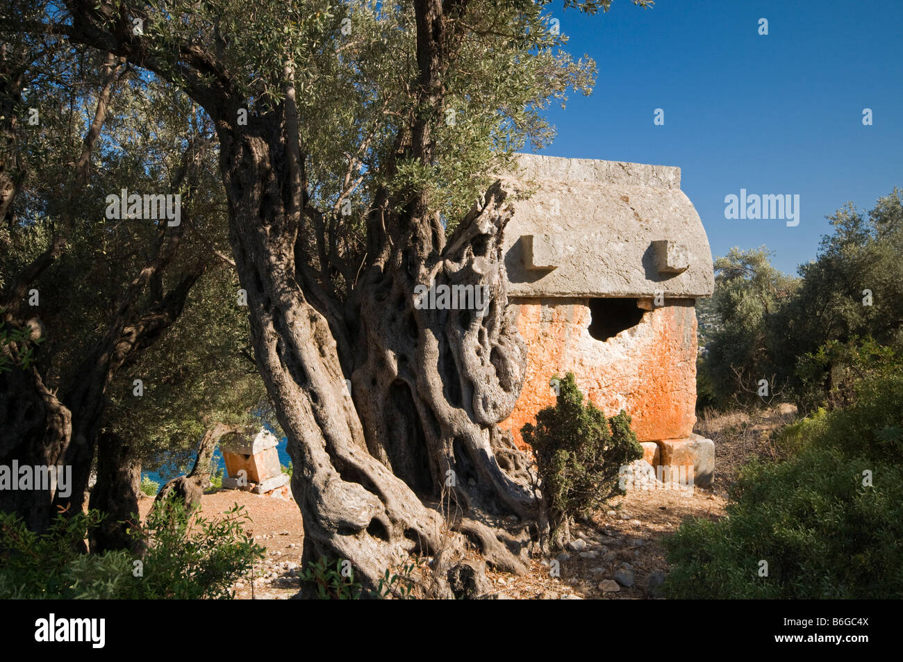 Centinaia di anni di olivi in Kalekoy, Lycian Necropol, costa meridionale della Turchia Foto Stock