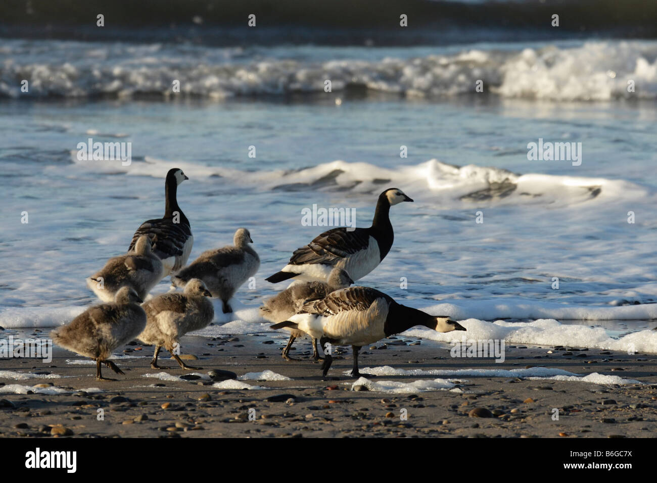 Barnacle goose, Branta leucopsis con goslings nel mare. Artico, Kolguev Island, il Mare di Barents, Russia. Foto Stock