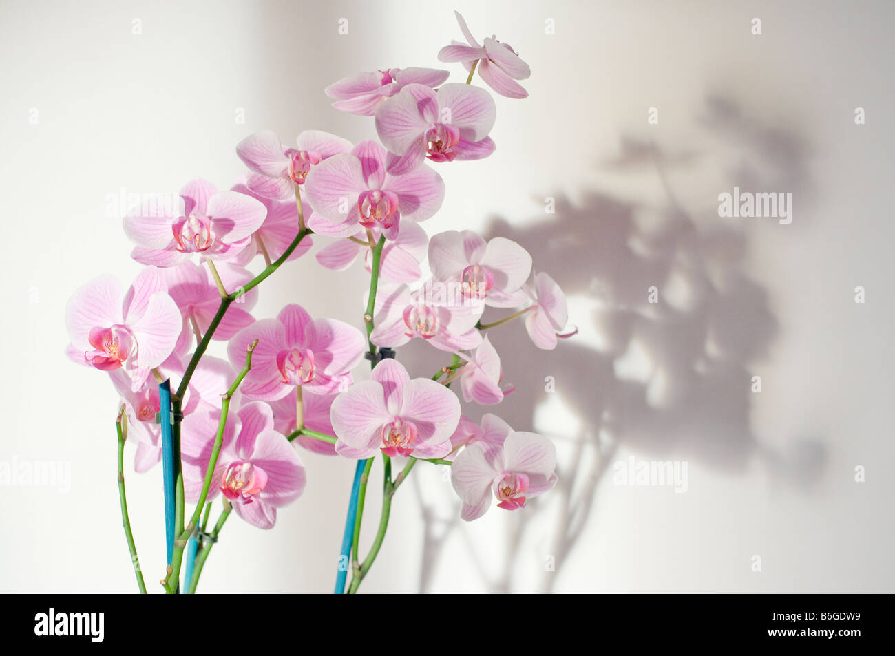 Viola di fiori di orchidea Foto Stock