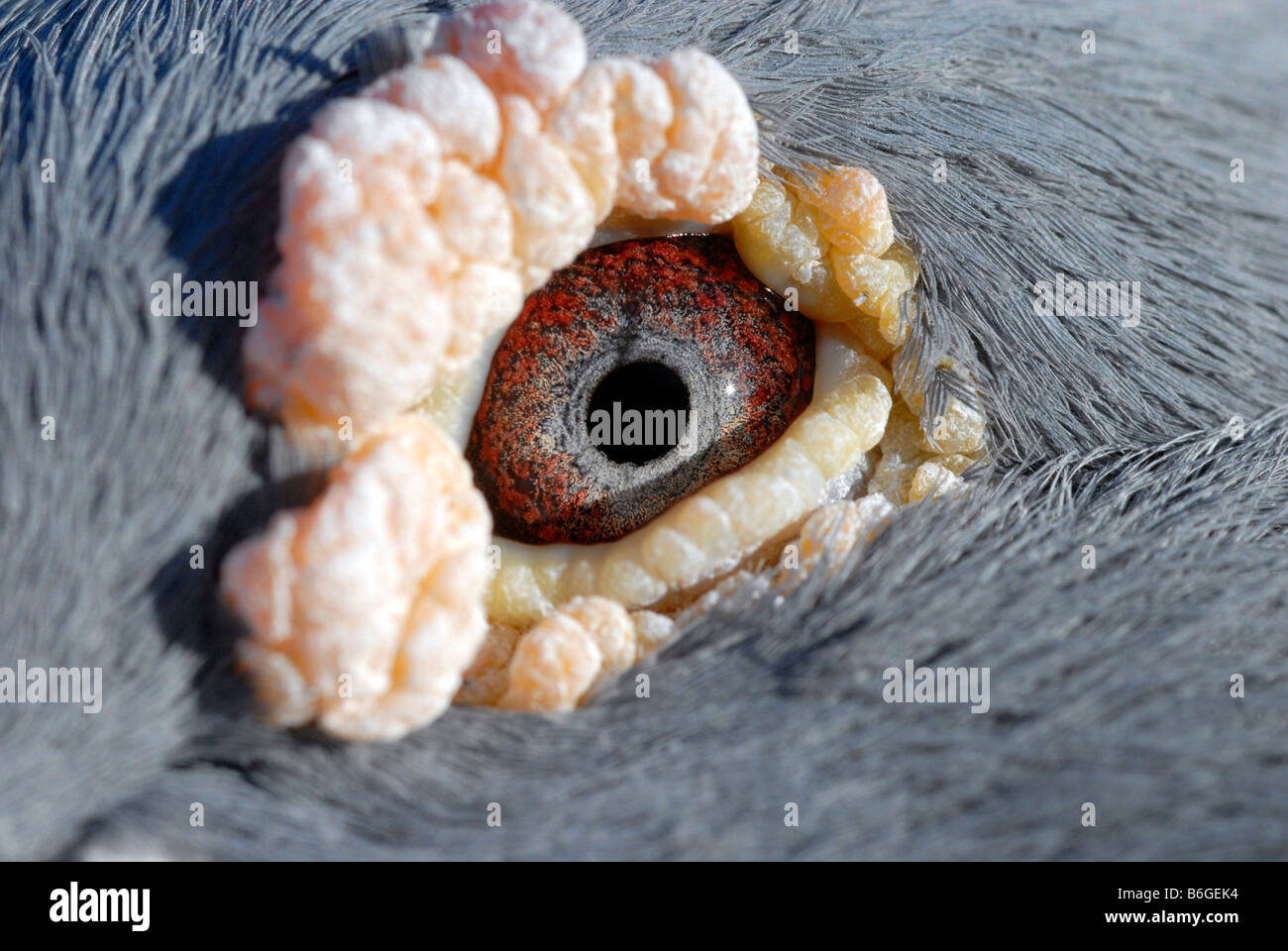 'Close up" di un piccione's eye Foto Stock