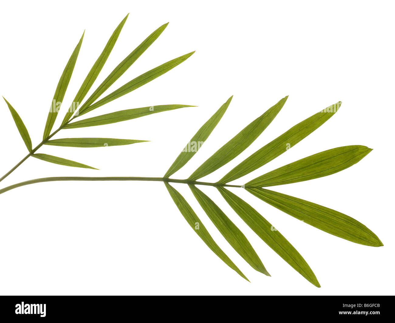 Verde di foglie di bambù isolato su bianco Foto Stock