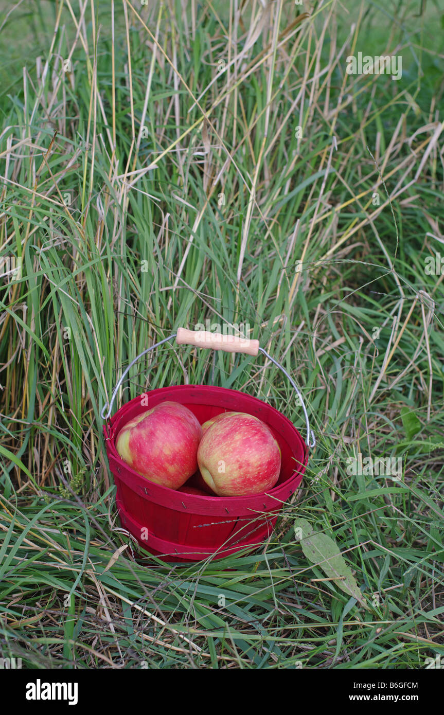 Le mele rosse nel cestello in erba a Orchard Foto Stock