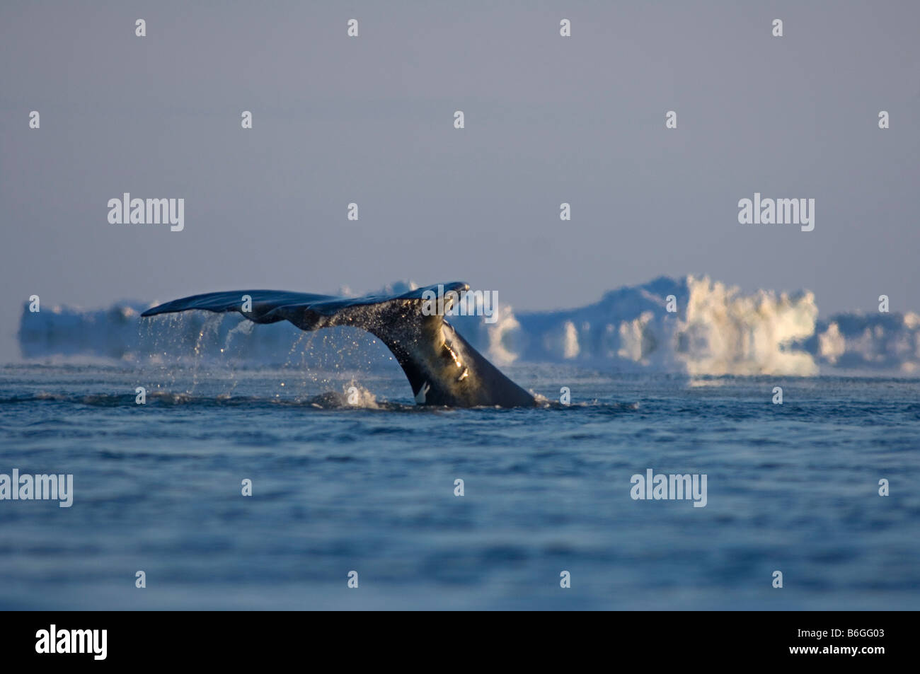 Bowhead whale Balaena mysticetus nuota attraverso un filo interrotto tra i ghiacci Chukchi Sea Foto Stock