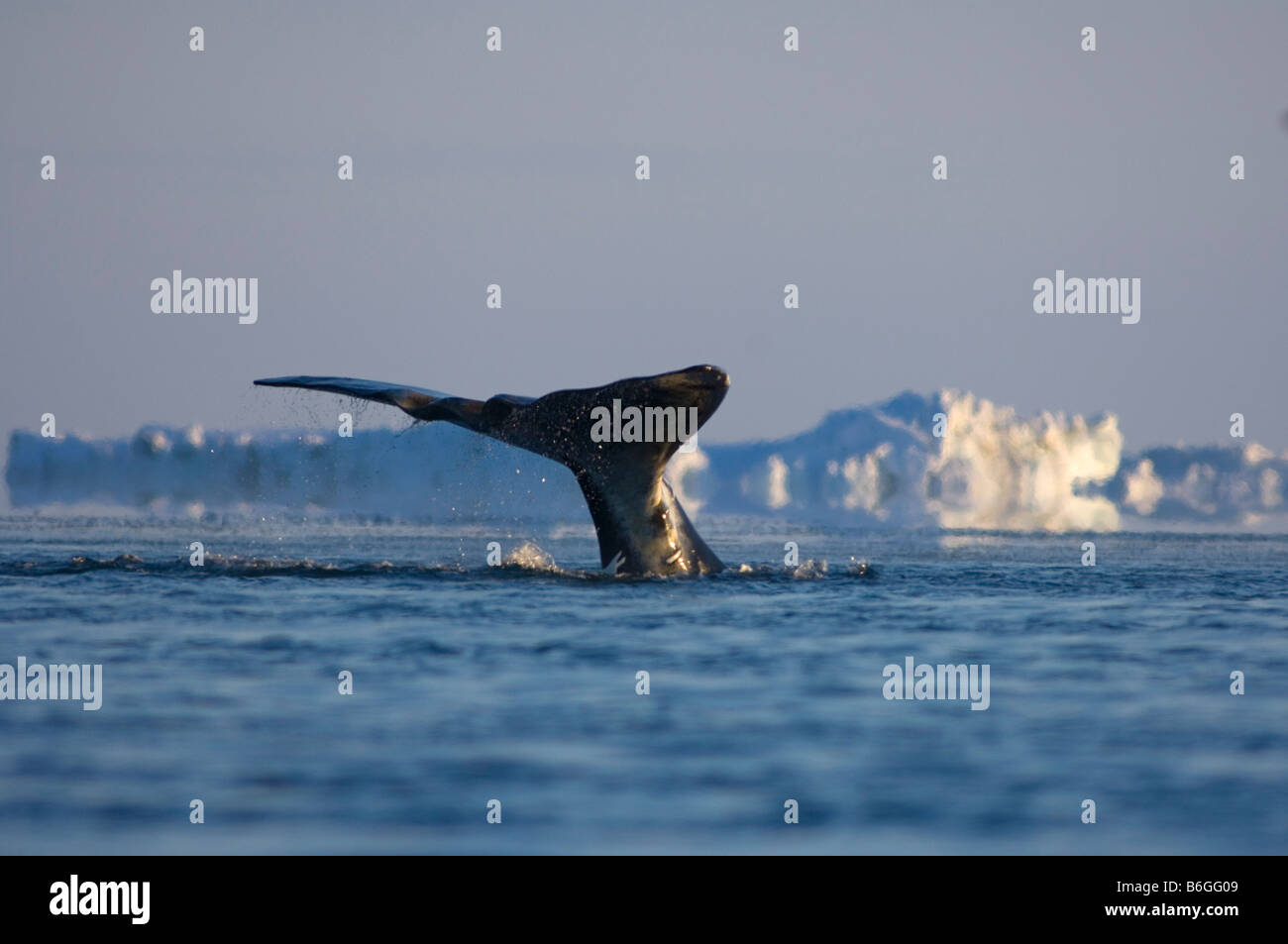 Bowhead whale, Balaena mysticetus, adulti nuota attraverso un filo interrotto tra i ghiacci, Chukchi Sea Foto Stock