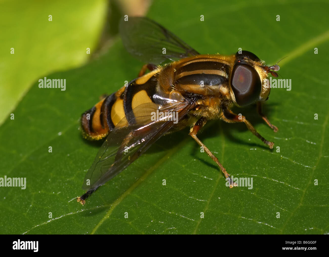 Flower Fly (Helophilus fasciatus) in appoggio su una foglia Foto Stock