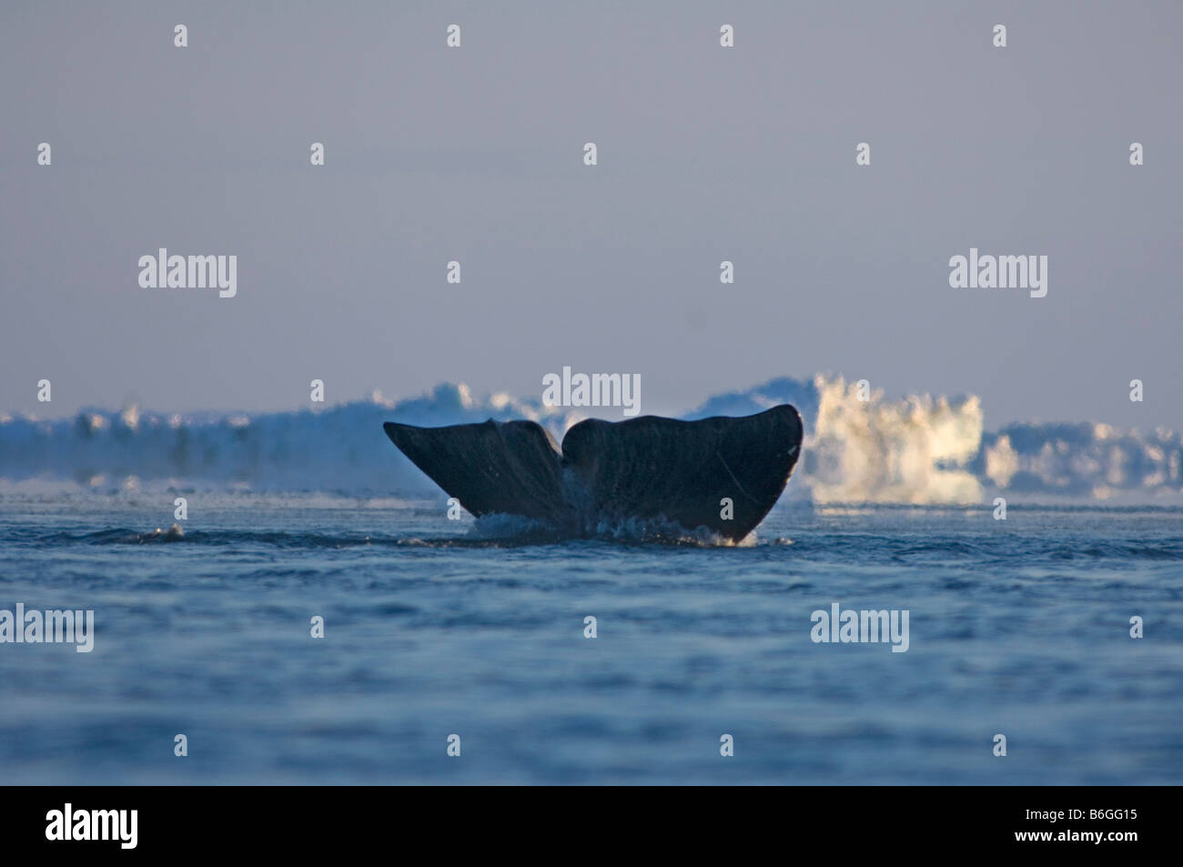 Bowhead whale Balaena mysticetus nuota attraverso un filo interrotto tra i ghiacci Chukchi Sea Foto Stock