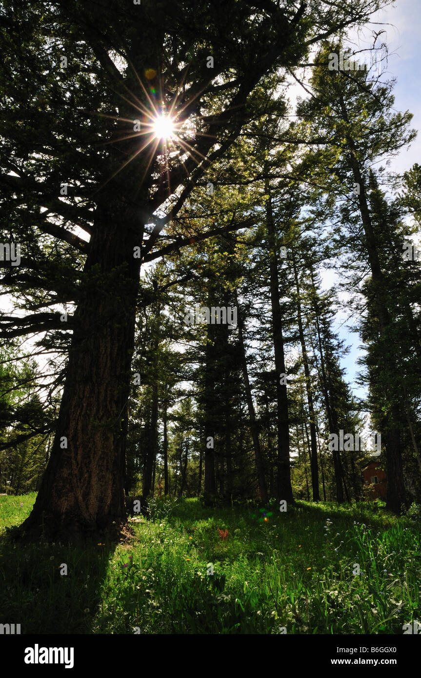 Il sole splende attraverso un supporto di alberi in Montana s Gallatin National Forest Foto Stock