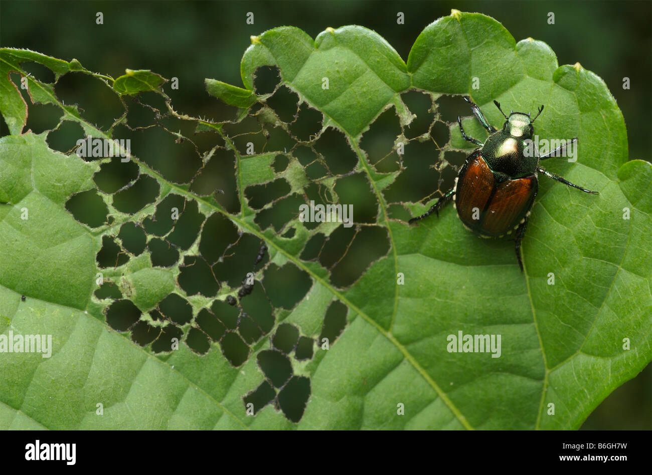 Coleottero giapponese danni una foglia verde in un caratteristico aspetto di lacy da masticare la tra le vene Foto Stock