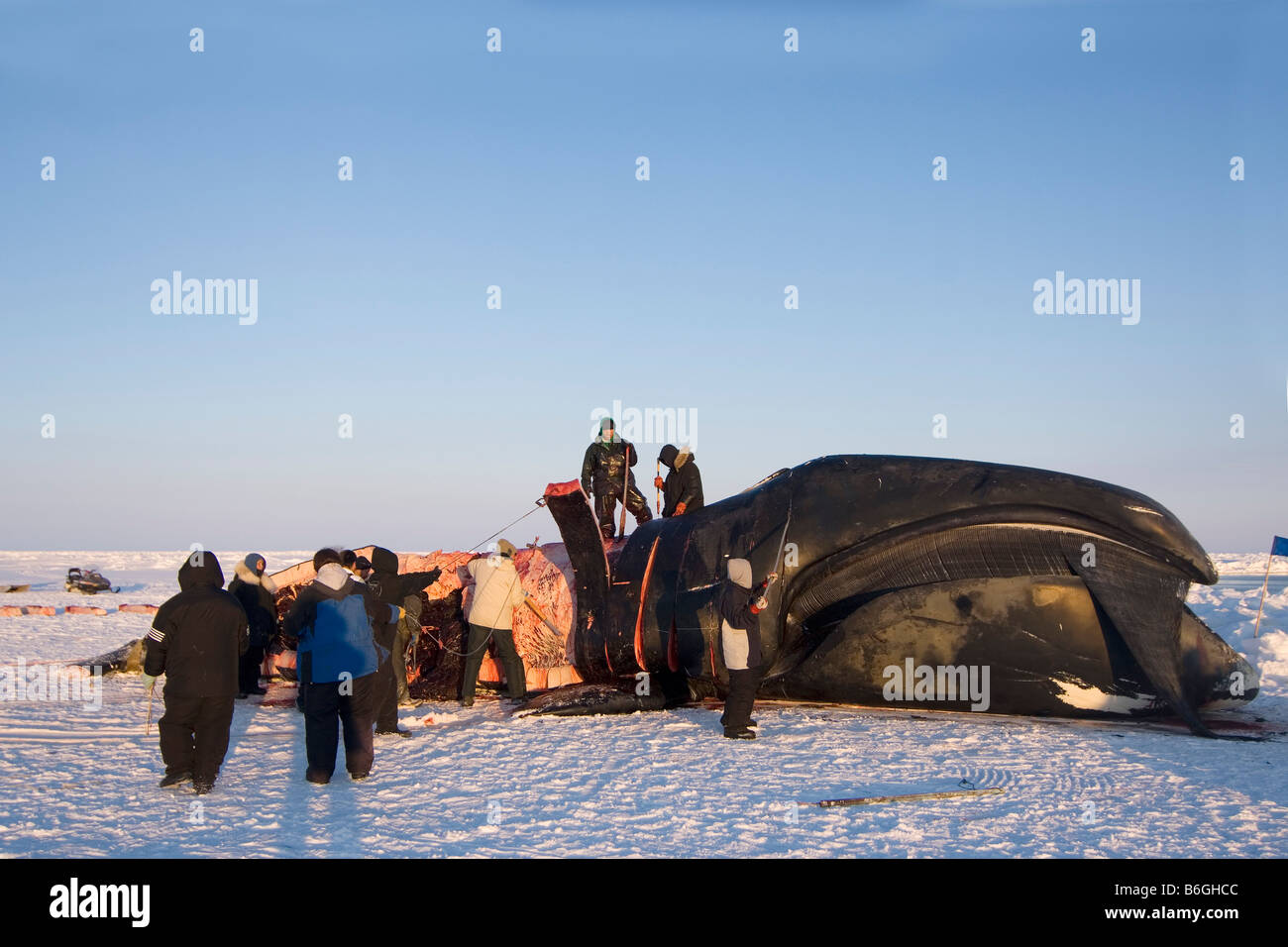 Inupiaq whalers butcher un bowhead whale Balaena mysticetus per la distribuzione a tutti gli abitanti del villaggio di Barrow Alaska Chukchi Sea Foto Stock