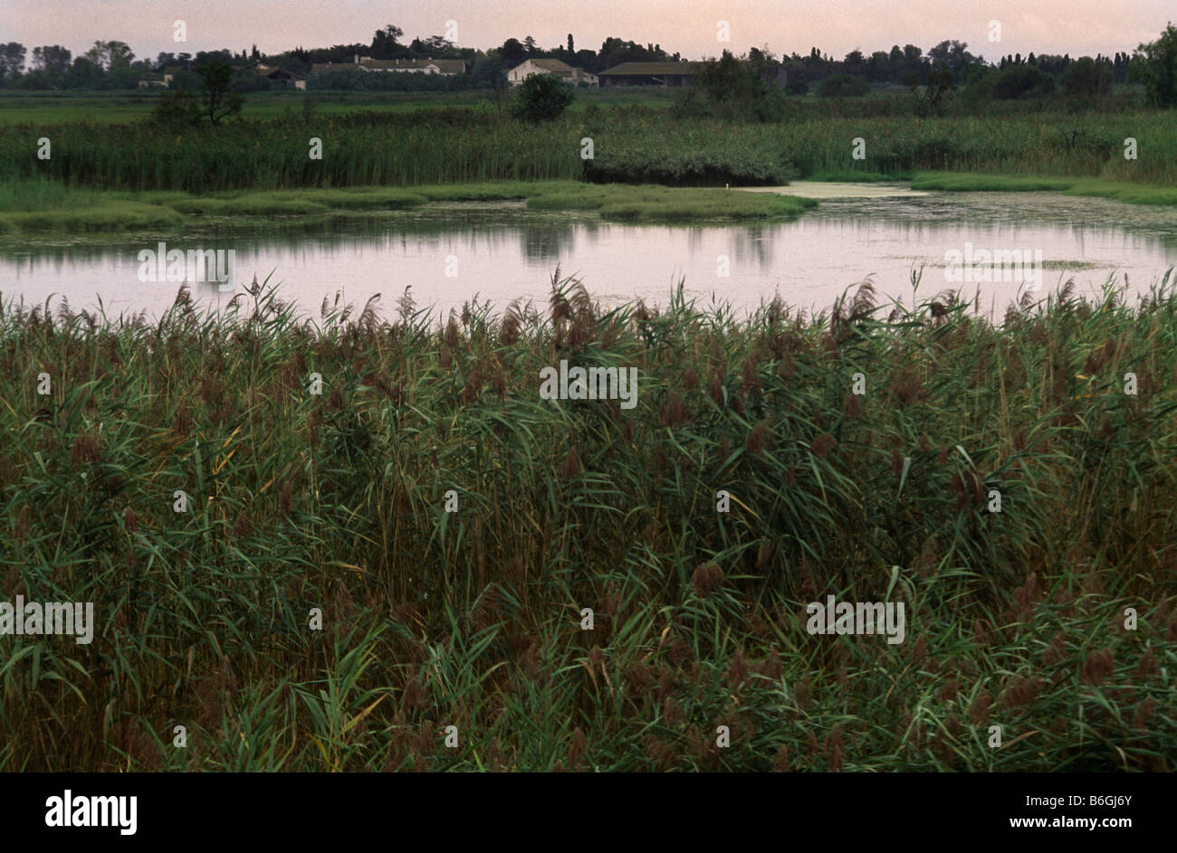 Camargue Provenza Francia letto Reed e zone umide Dark Foto Stock