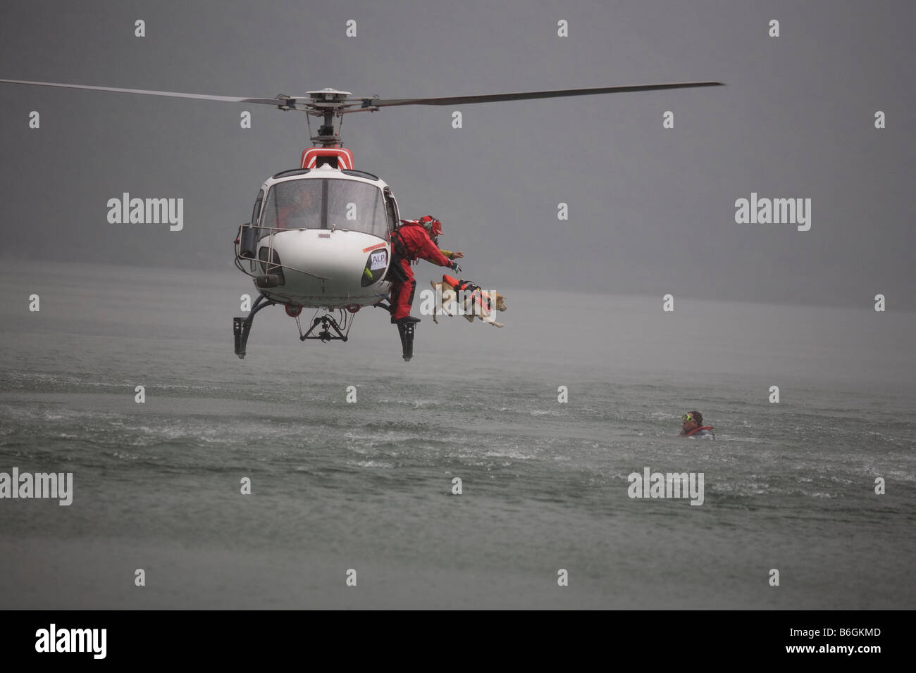 Cani da salvataggio in Italia corsi di formazione per il soccorso di persone di annegamento Foto Stock