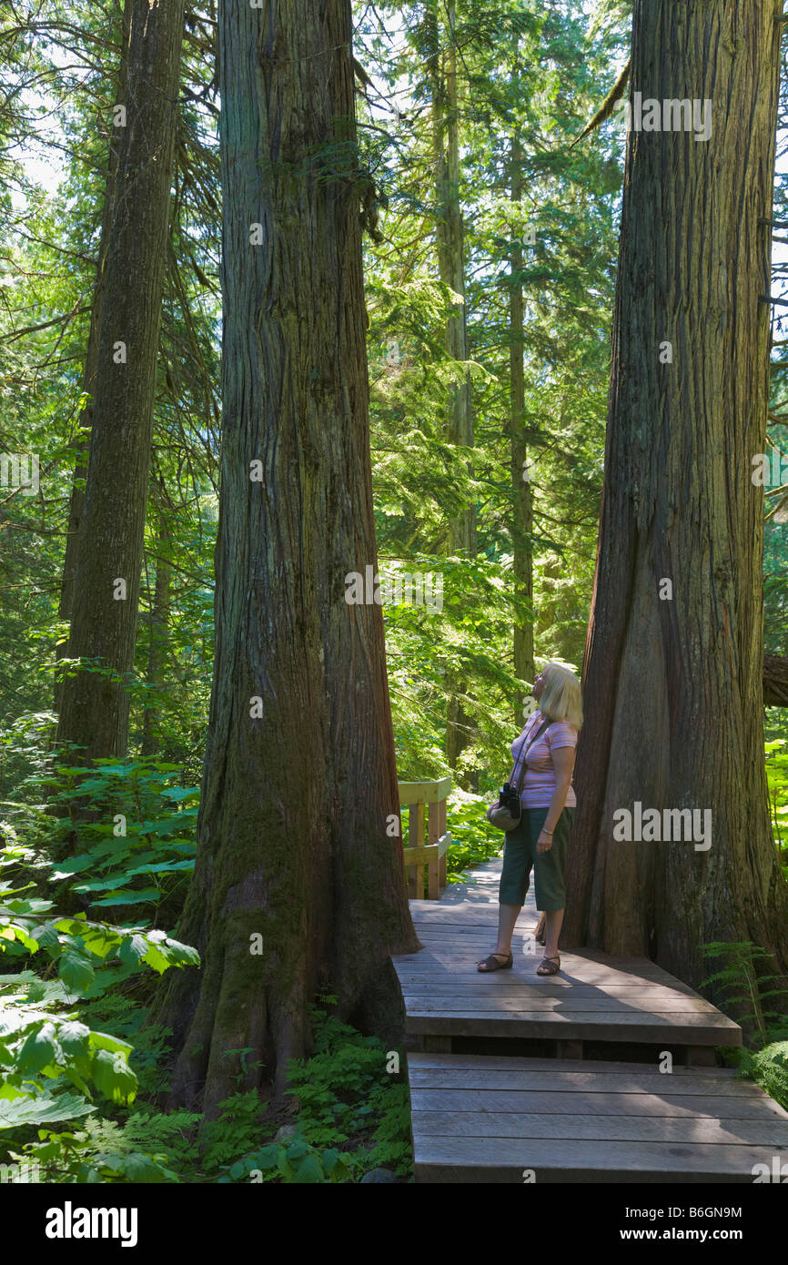 Donna su giganti Cedar Trail " British Columbia " Canada Foto Stock