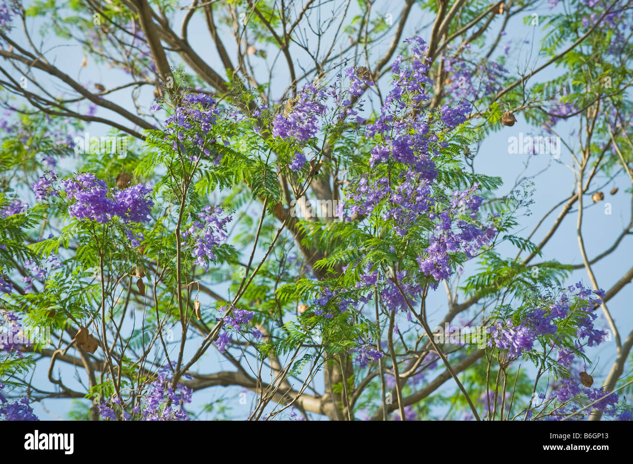 Blue Jacaranda Jacaranda mimosifolia lila fiore lilla verde foglia lascia la luce del mattino al tramonto cielo blu sud africa savannah wo Foto Stock