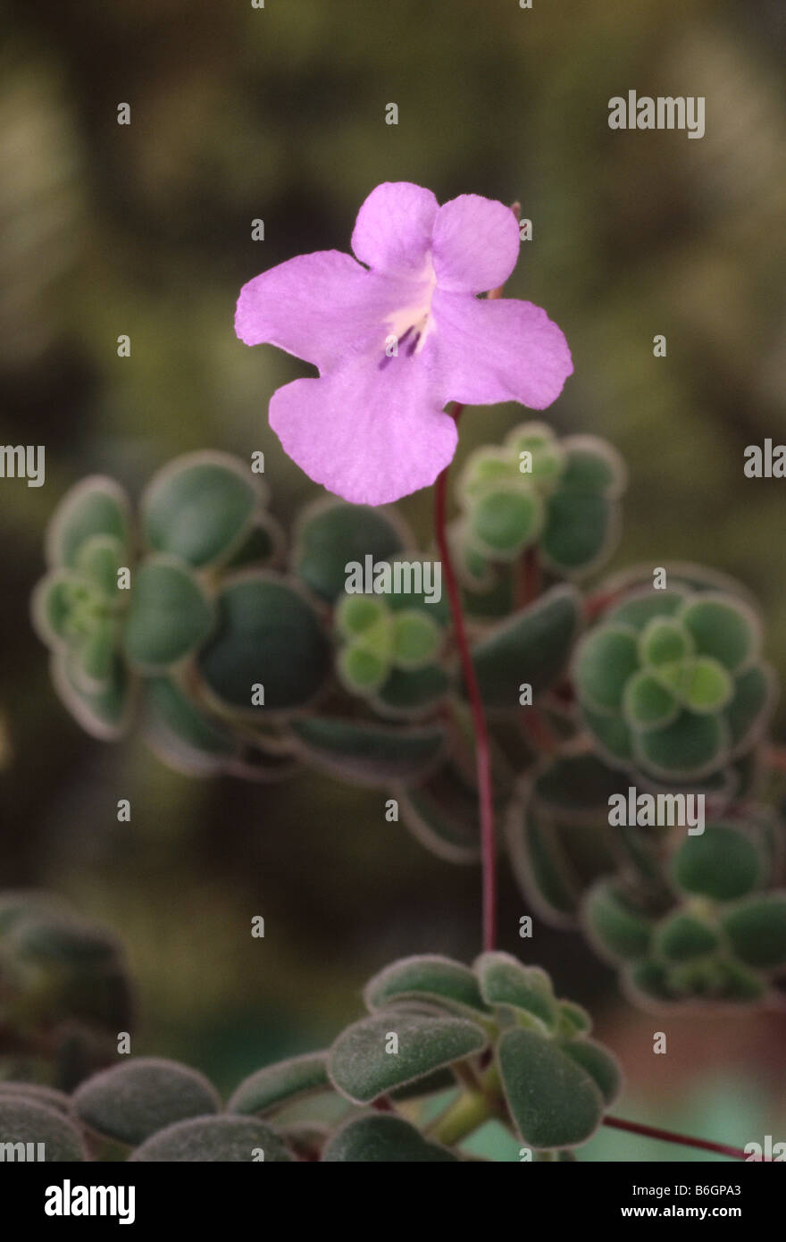 Streptocarpus saxorum forma compatta (Cape primrose) Foto Stock