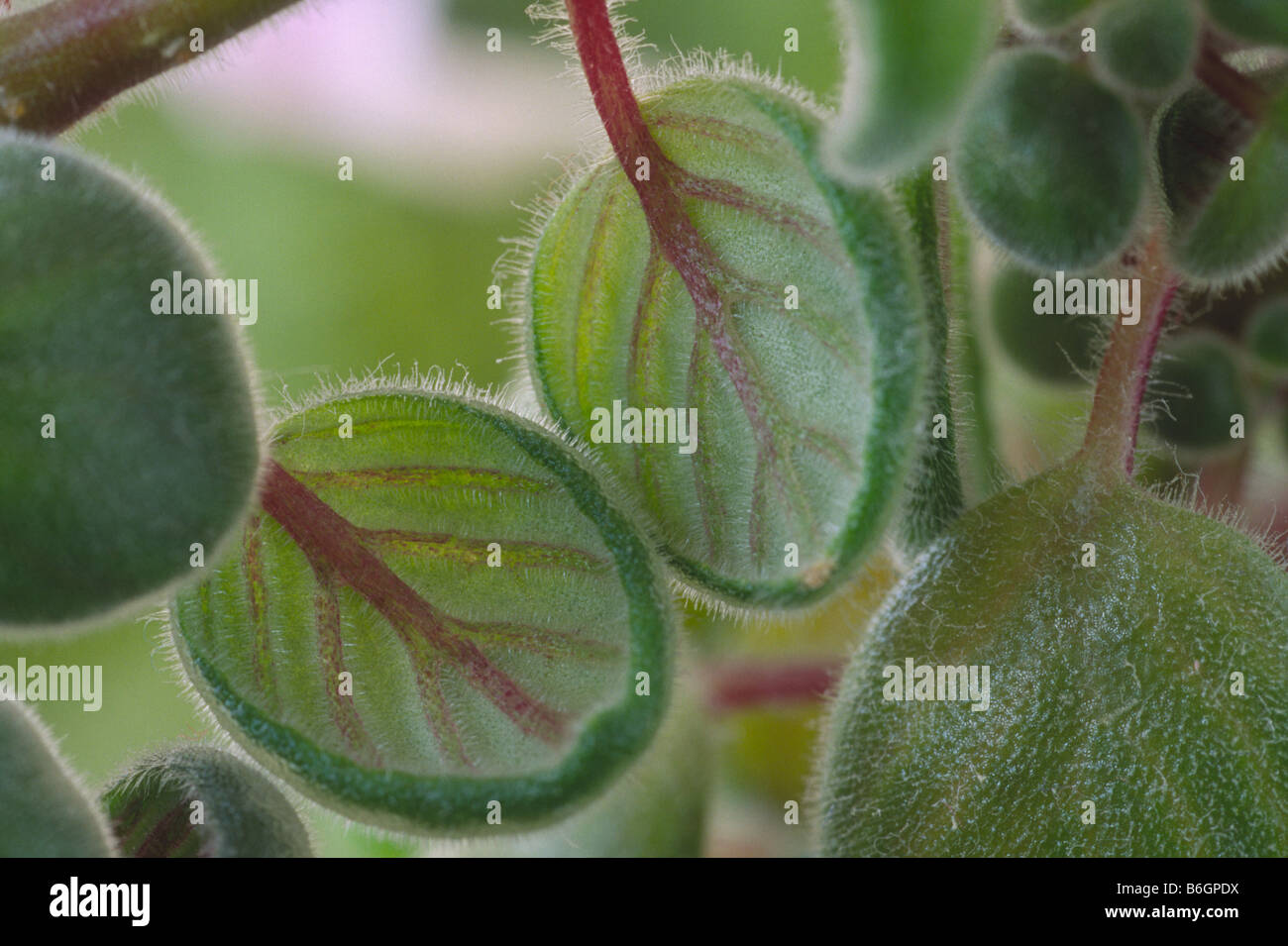 Streptocarpus saxorum forma compatta (Cape primrose) Close up di foglie della pianta. Foto Stock