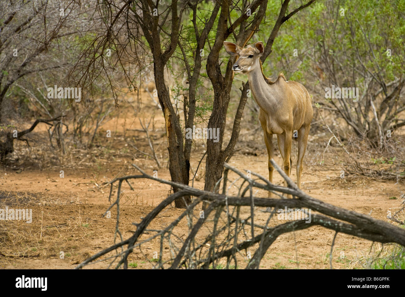 Maggiore KUDU antilope TRAGELAPHUS STREPSICEROS femmina camminando lungo il sud-Afrika sud africa mammifero afrika bush woodland anima Foto Stock