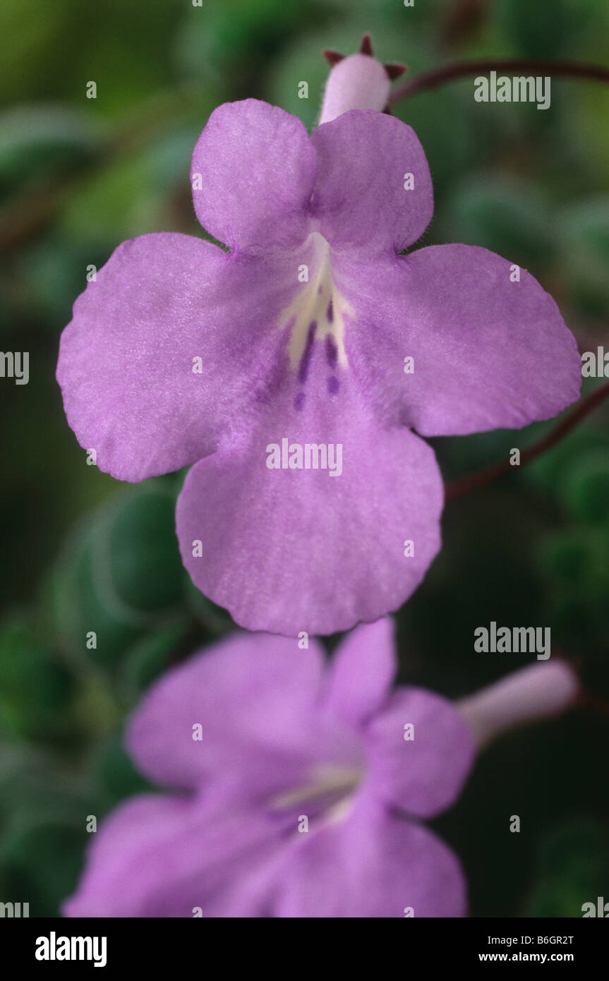 Streptocarpus saxorum forma compatta (Cape primrose) Foto Stock
