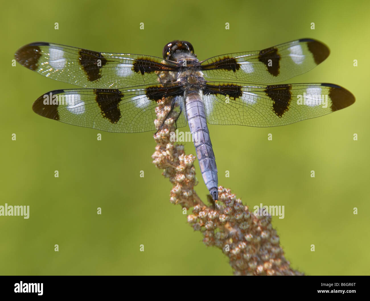 Un maschio di dodici-spotted Skimmer (Libellula pulchella) dragonfly, con segni distintivi in bianco e nero ali maculato, posatoi su un impianto. Foto Stock