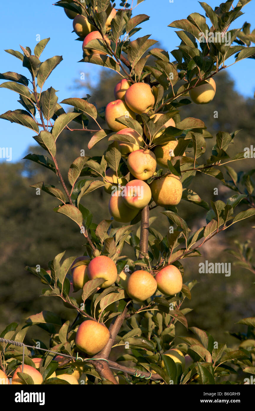 Mele (Malus) Foto Stock