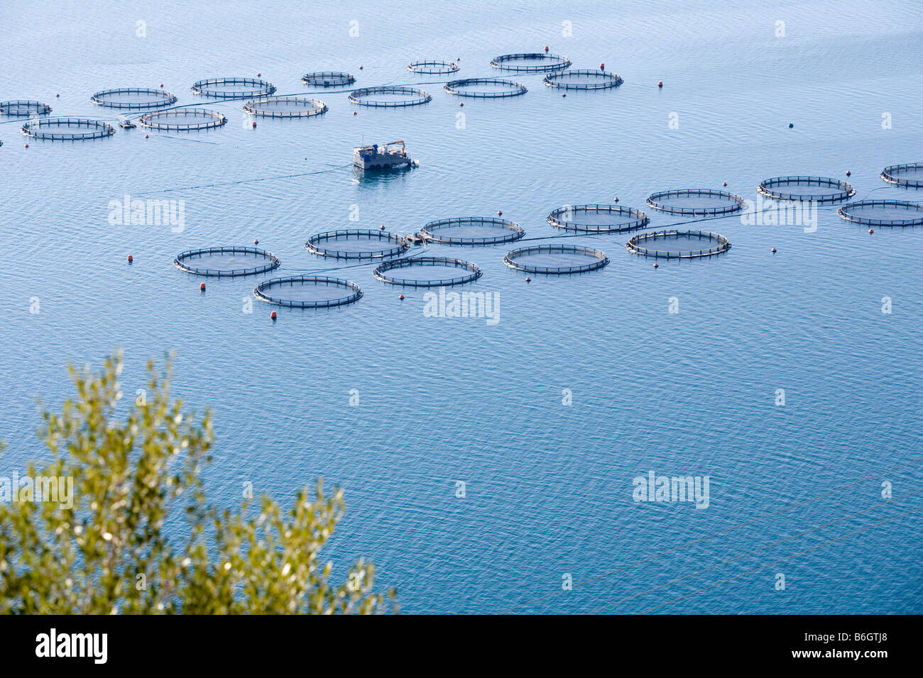 Fattoria di Pesce - Cefalonia, Grecia, Europa Foto Stock