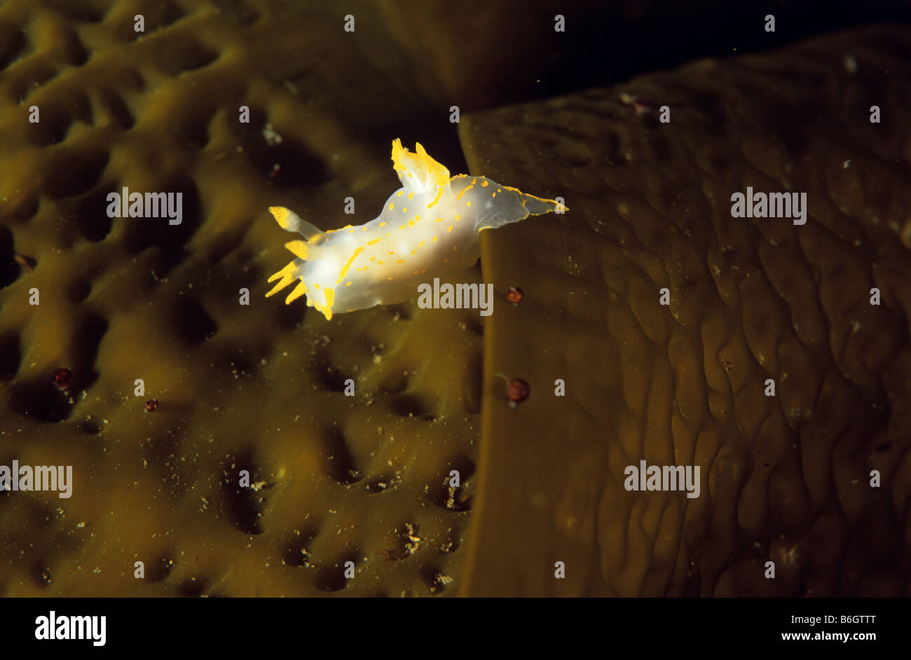Nudibranch (o mare slug) Islanda Foto Stock