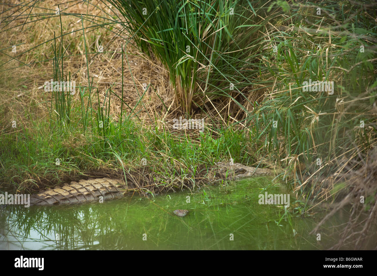 Sud-Afrika sud africa ben camuffati camouflage coccodrillo Crocodylus niloticus giacenti a waterhole ricoperte di erba in attesa Foto Stock