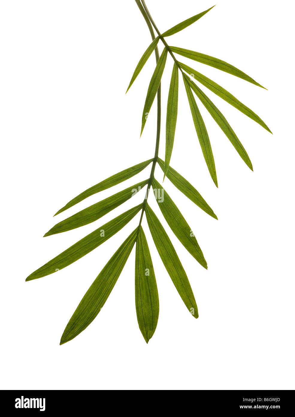 Bambù verde Leasves isolato su bianco Foto Stock