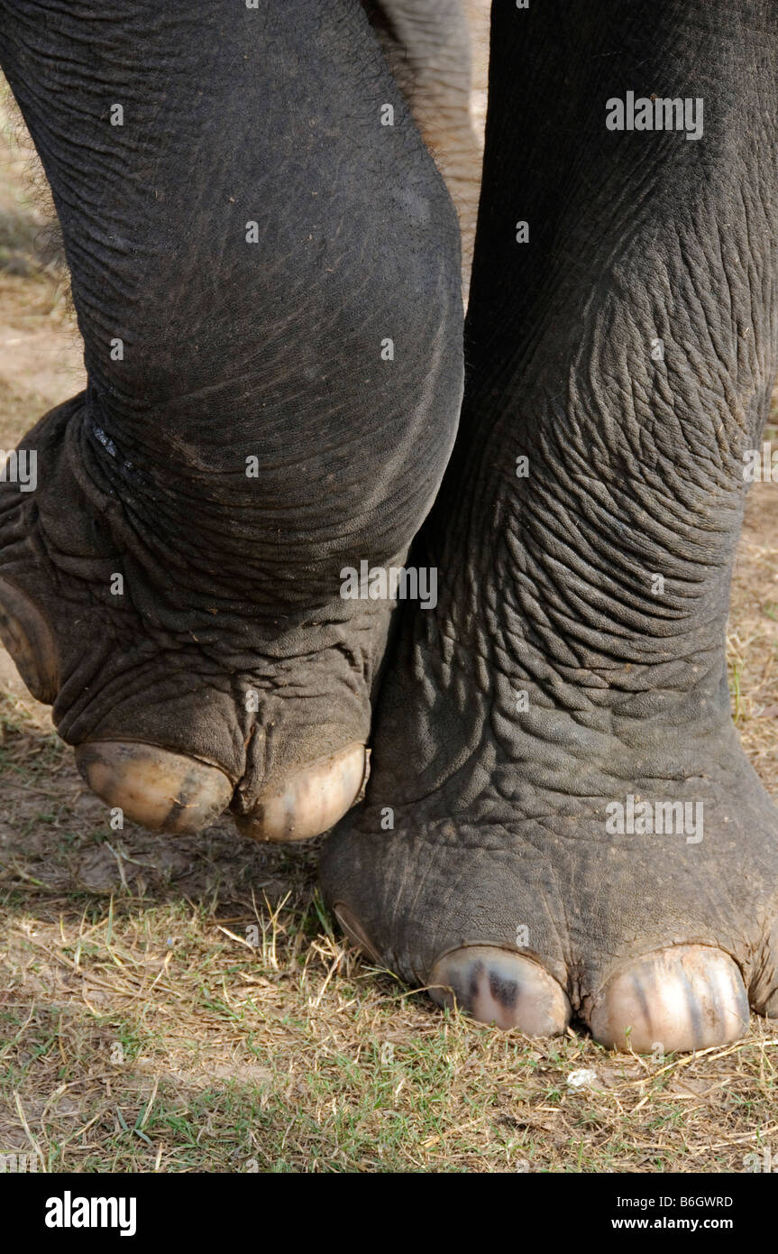 Elephant di graffiare i suoi piedi in Surin Thailandia Foto Stock