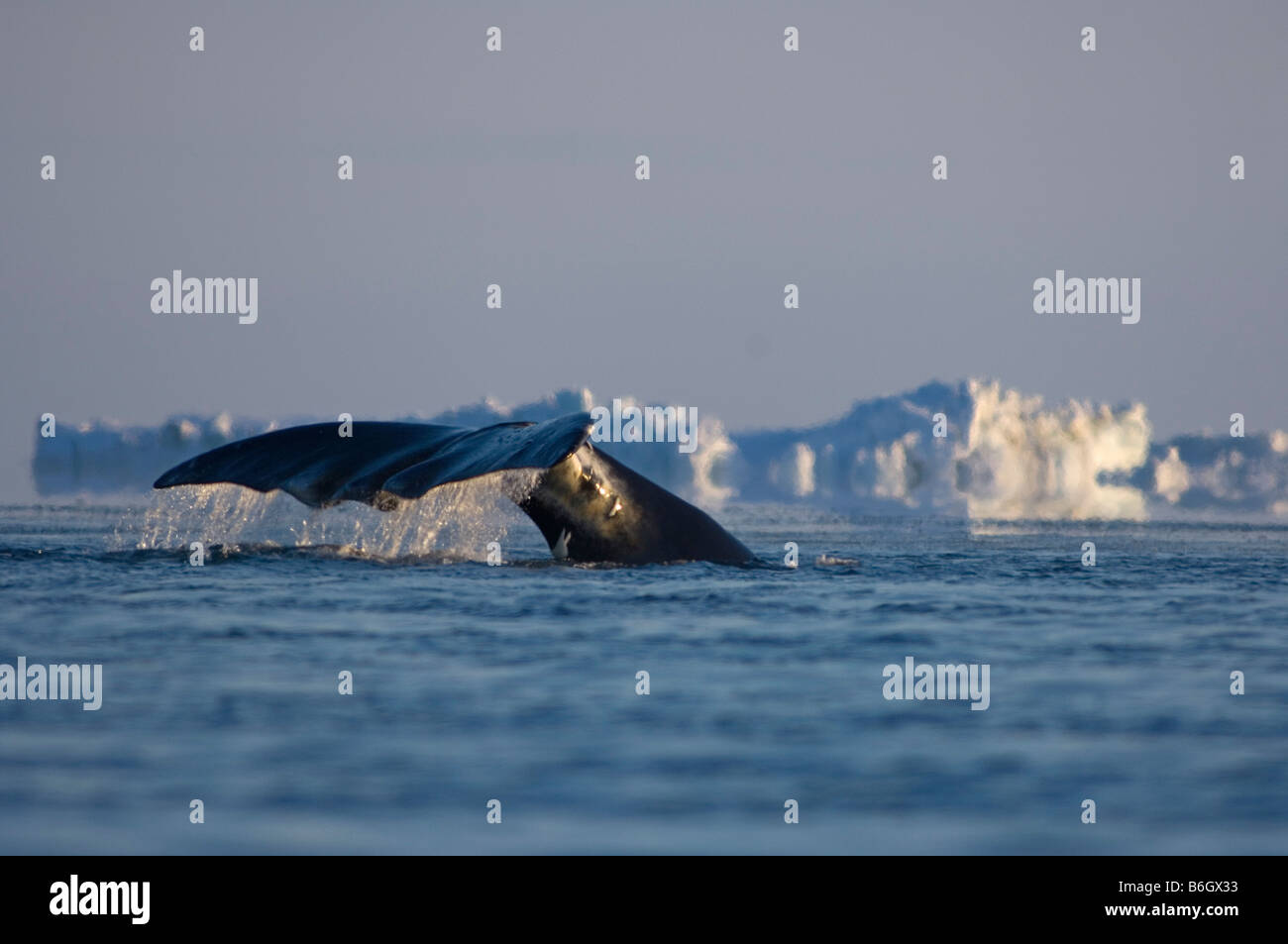 Bowhead whale Balaena mysticetus nuota attraverso un filo interrotto tra i ghiacci Chukchi Sea Foto Stock