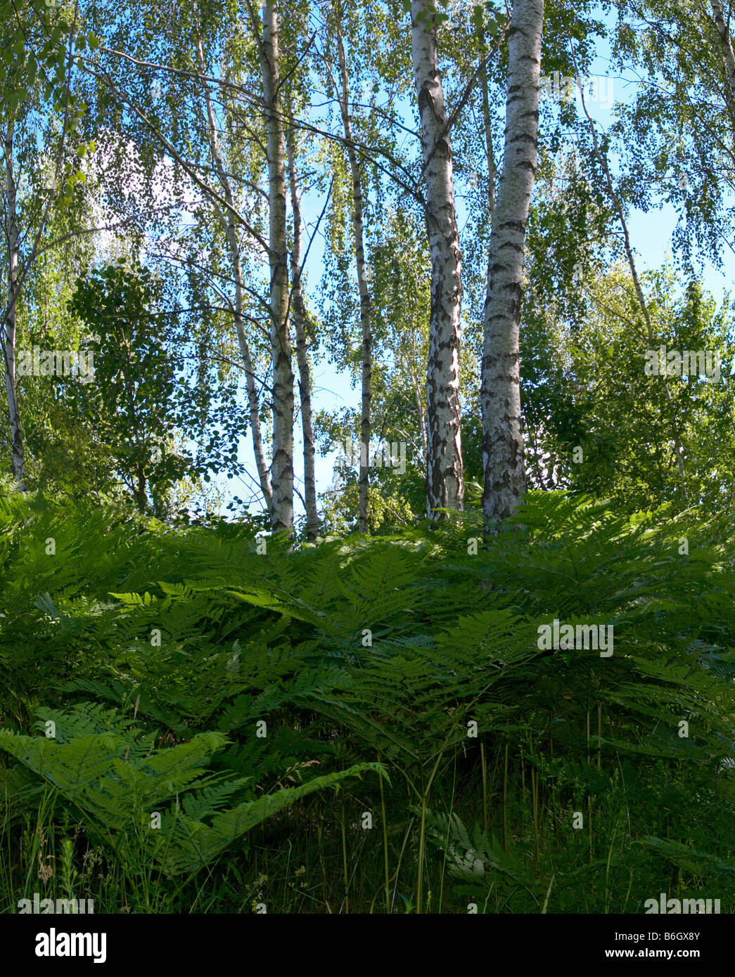 Le betulle in estate foresta con pteridophyte qui di seguito. Due colpi di immagine composita Foto Stock