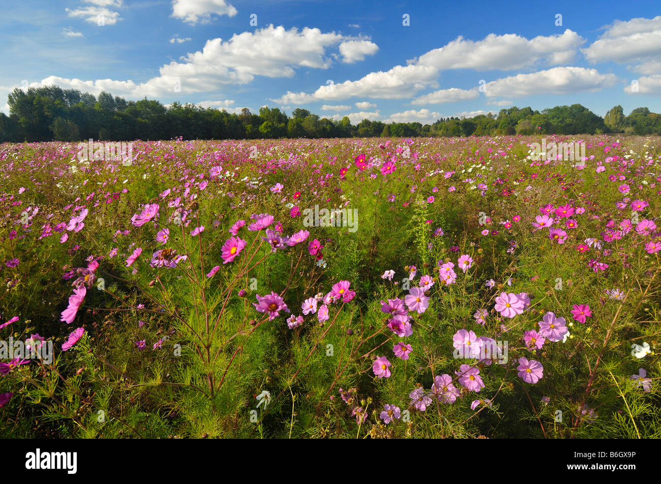 Gestito dal punto di vista ambientale accantonati Foto Stock