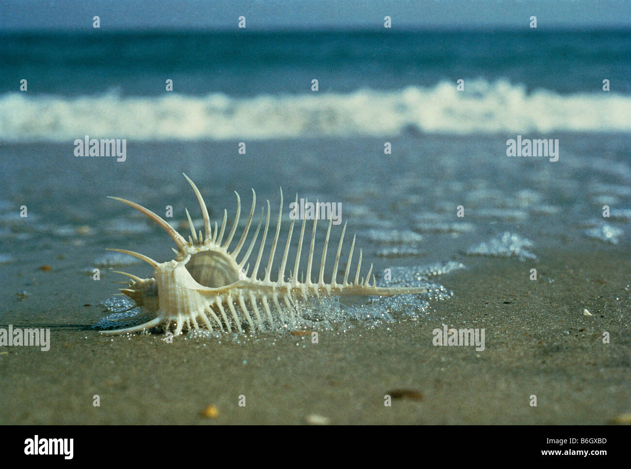 Murex pectina, Venus guscio a pettine, la spiaggia dalla pettinatrice's Treasure, Filippine Foto Stock