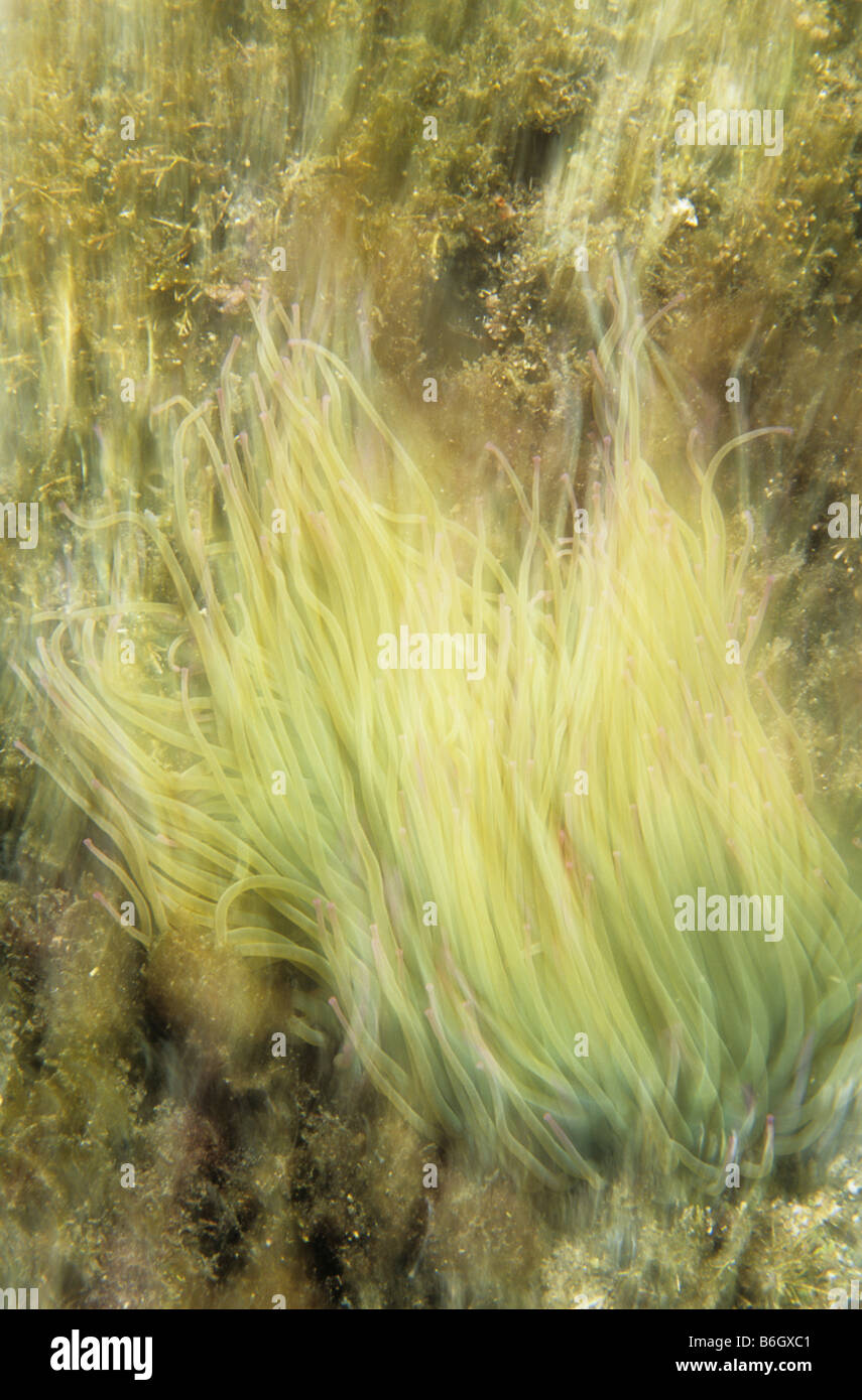 anemone di mare Foto Stock