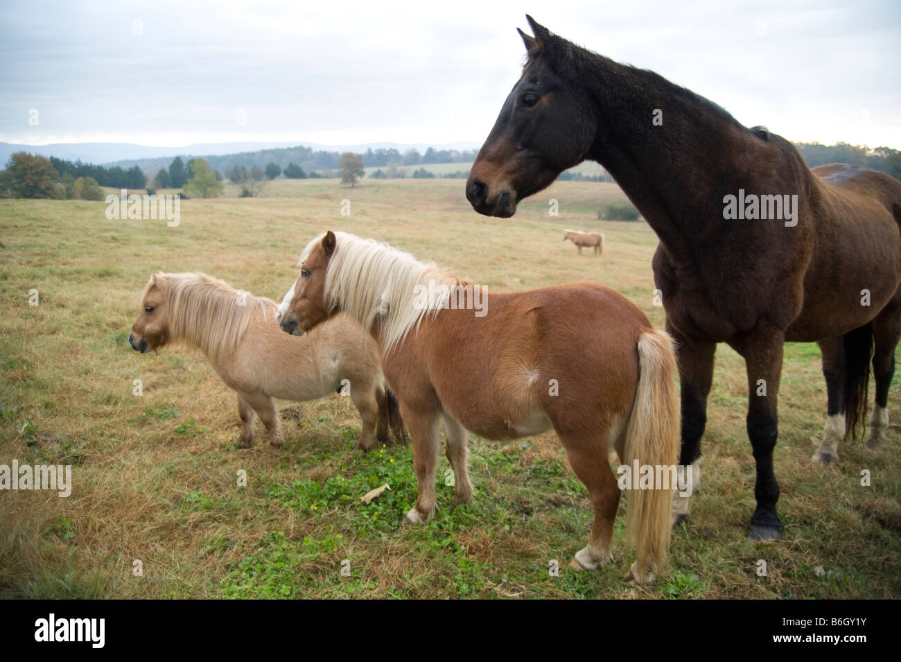 Cavalli al fiero spirito Horse Rescue Arkansas Foto Stock