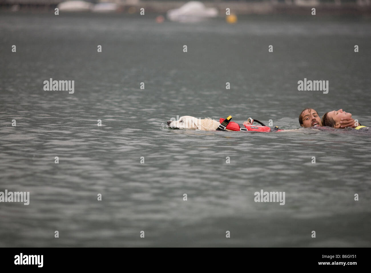 Terranova e Labrador cani di formazione per saltare da un elicottero in acqua per salvare una persona di annegamento Ubicazione Italia Foto Stock
