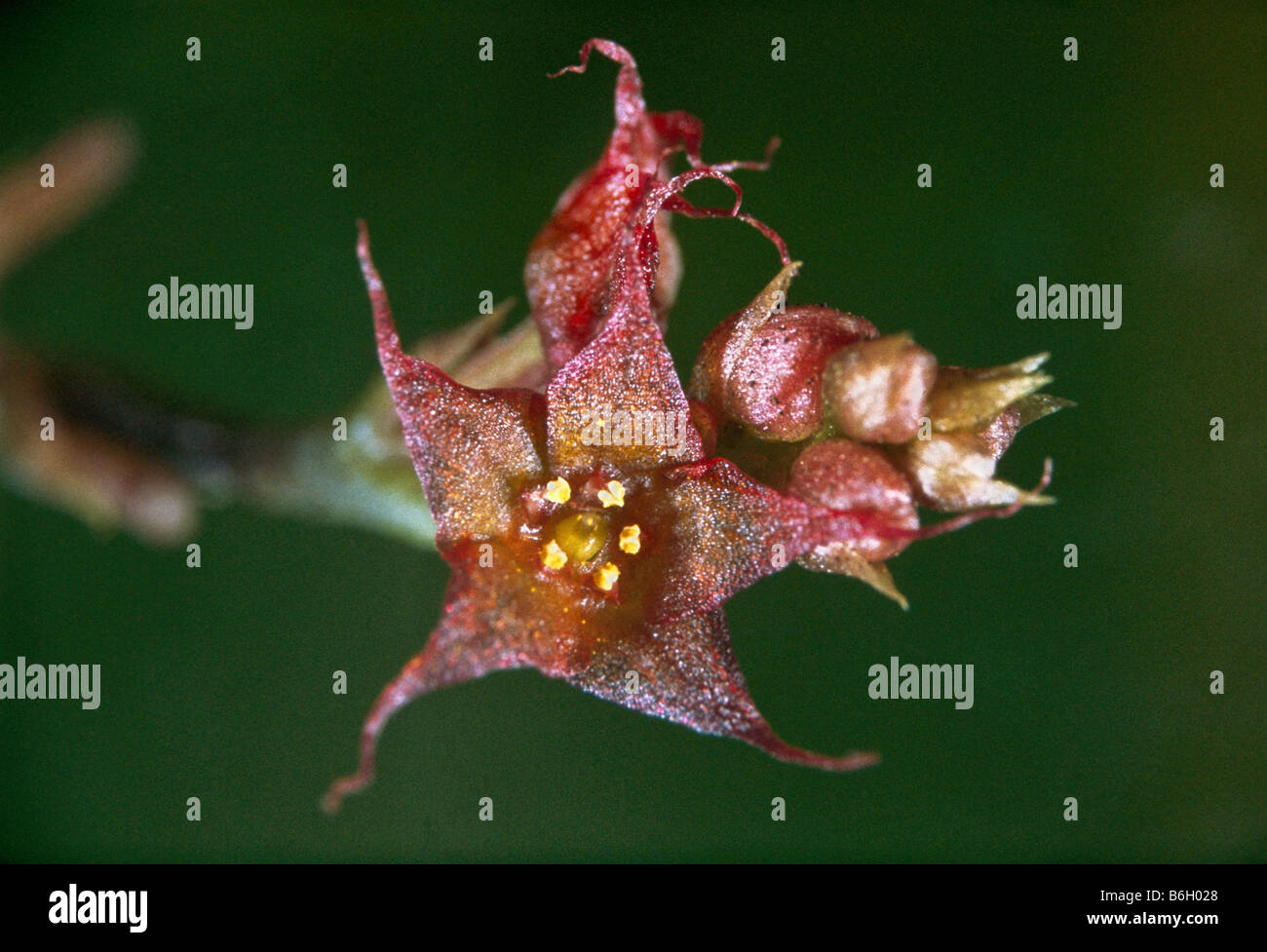 Patate ancestrale, il 5mm diametro fiore della primitiva piccola pianta di patata prese a 3.048 metri di altitudine, Columbia Foto Stock