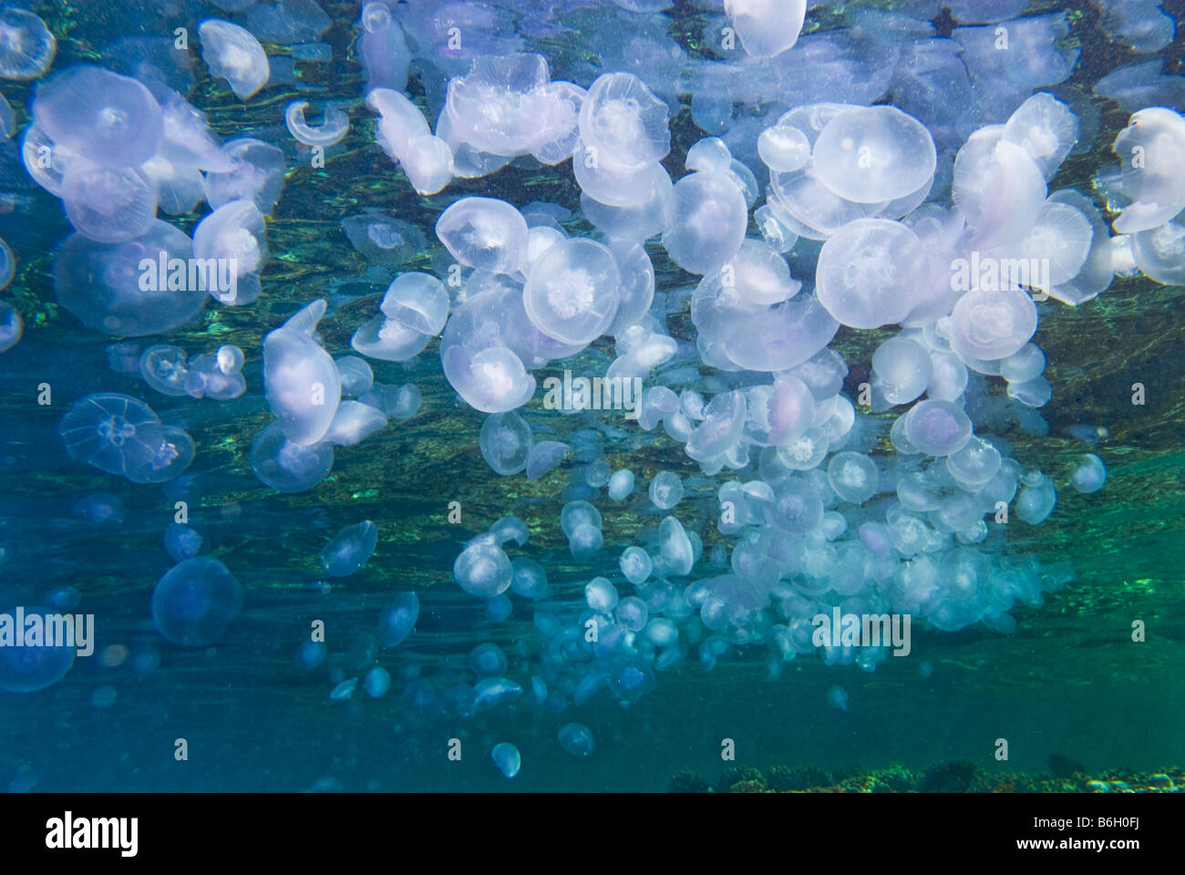 Masse di Aurelia aurita moon jelly Medusa Blu lilla di scorrevolezza della medusa meduse di cristallo mare rosso ortica massa di sfondo Foto Stock