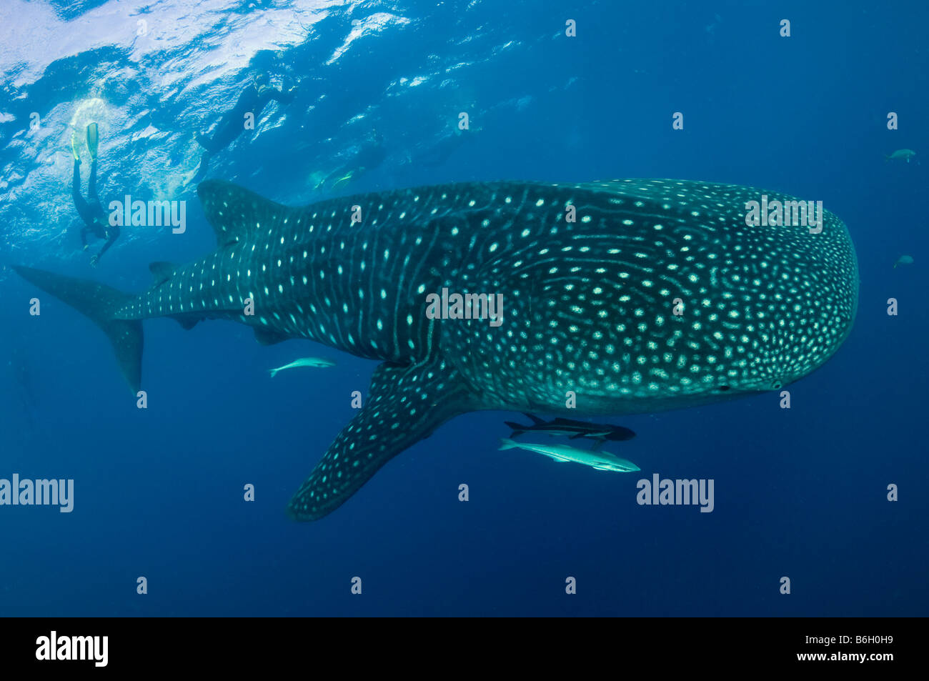 Un squalo balena Rhincodon typus il mondo s il più grande pesce rende una rara apparizione fuori del litorale di Palm Beach FL Foto Stock