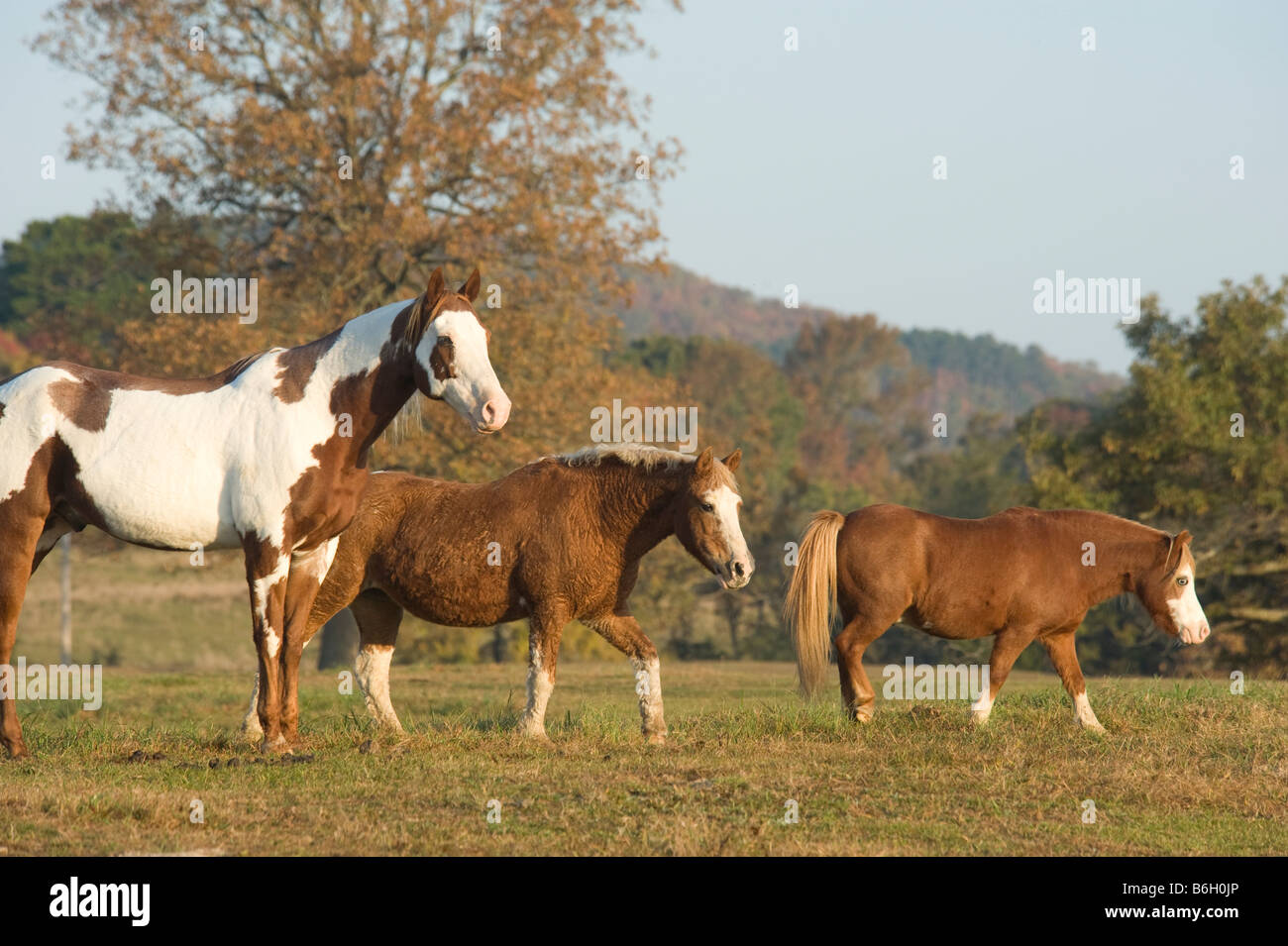 Trio di diversi amici di cavallo al fiero spirito Horse Rescue Arkansas Foto Stock