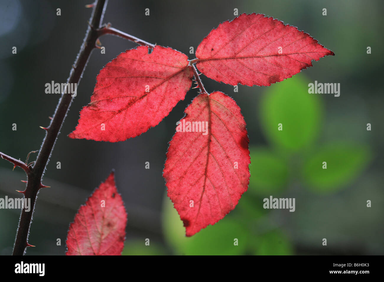 I colori autunnali nel bosco selvatico Foto Stock