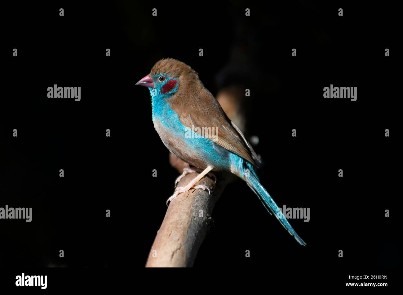Rosso-cheeked cordon-bleu Finch "Uraeginthus bengalus' Foto Stock