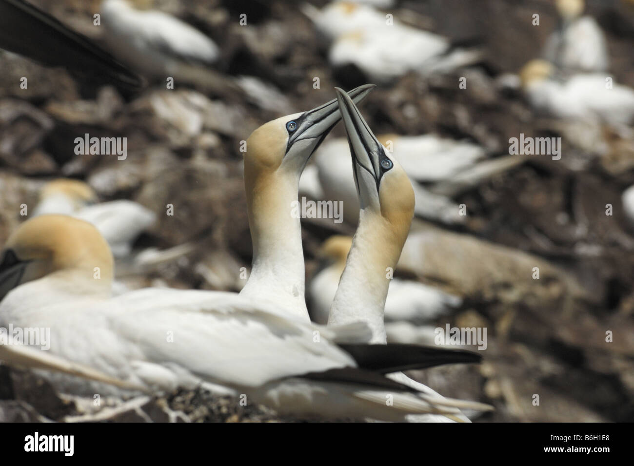 Sula Sula bassana corteggiamento corteggiamento bobby gannett volo di uccello pelicaniformi uccelli cliff scogliera Bass Rock ed Edimburgo Foto Stock