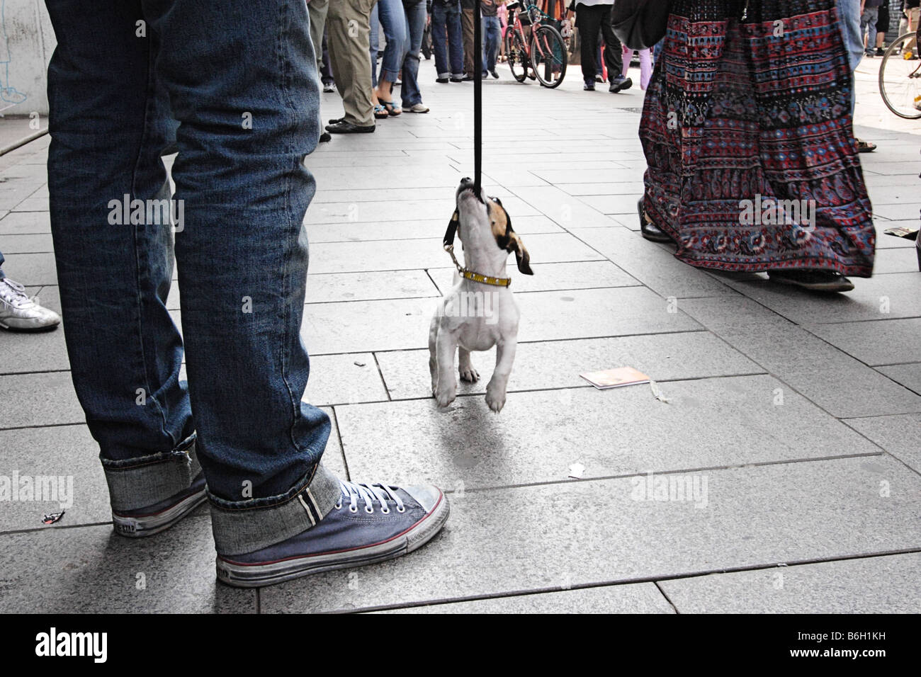 Cucciolo di cane morde il guinzaglio. Il cane cammina con il suo amico Foto Stock