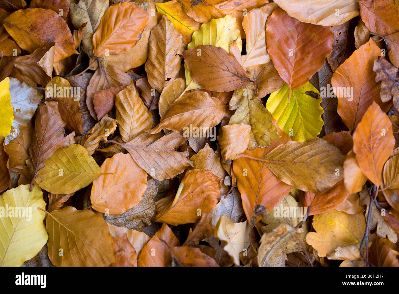 Caduto Foglie di autunno su un sentiero in Essex REGNO UNITO Foto Stock