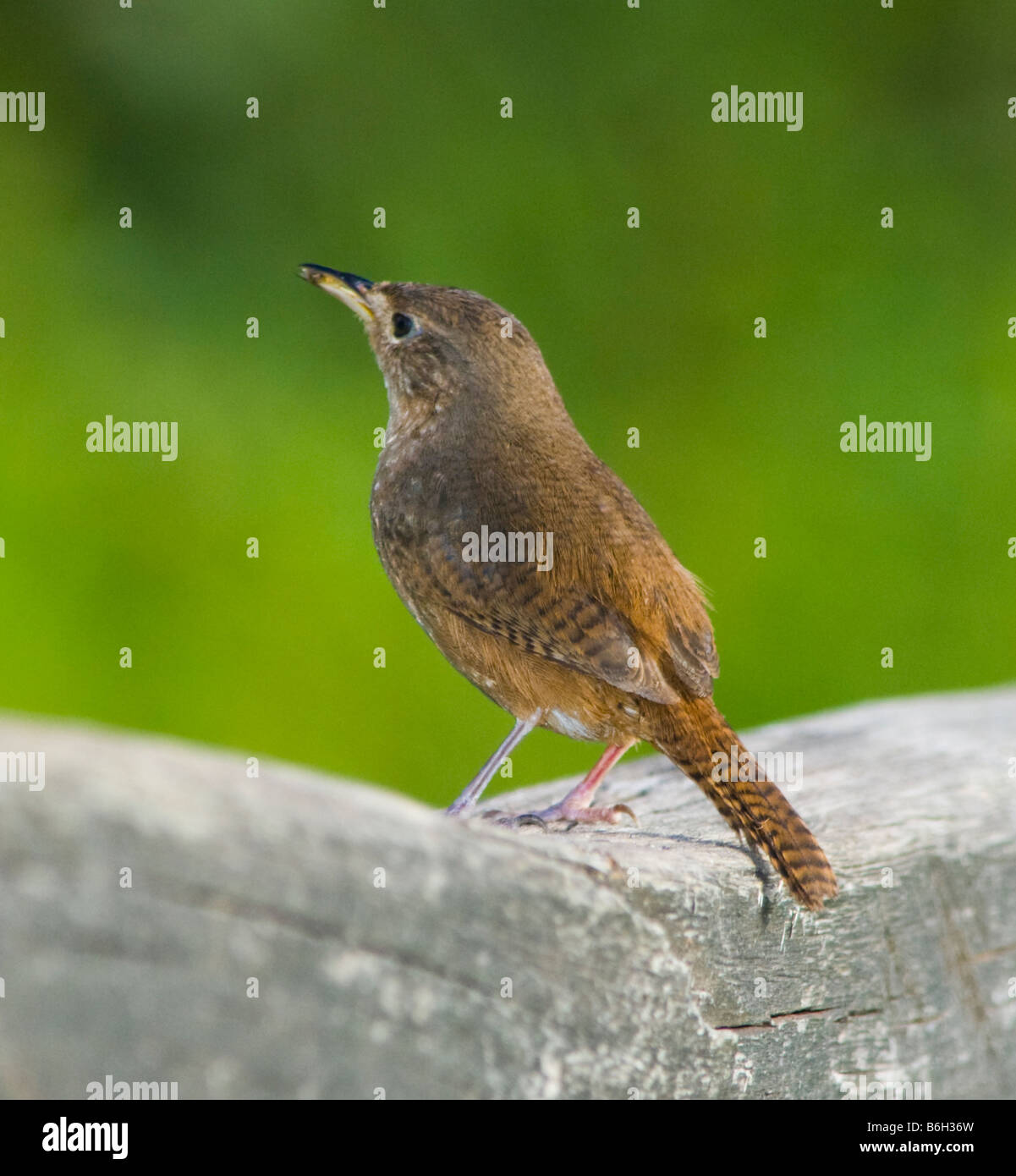 Casa Wren Troglodytes aedon Foto Stock