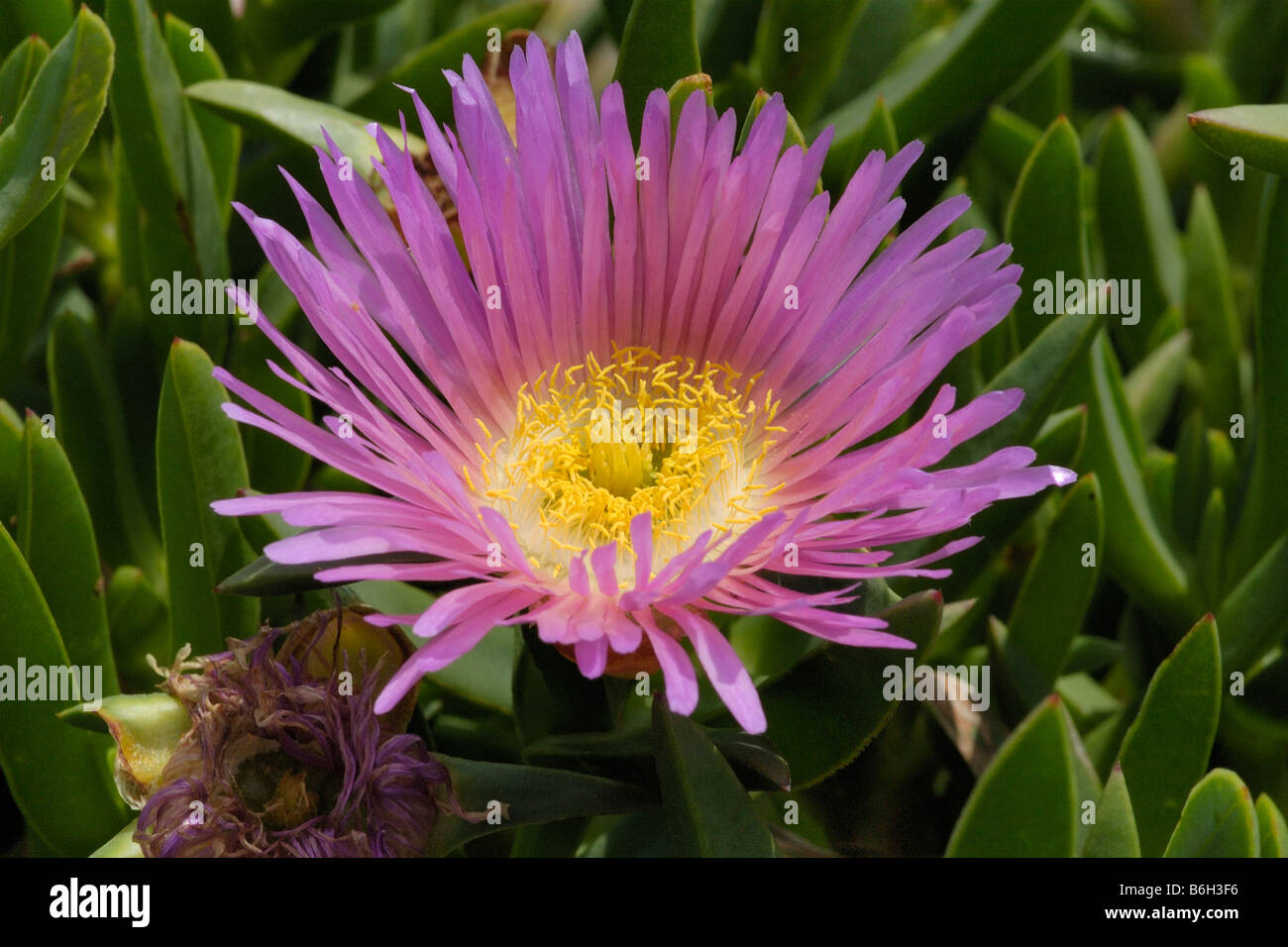 Hottentot fig, carpobrotus edulis Foto Stock